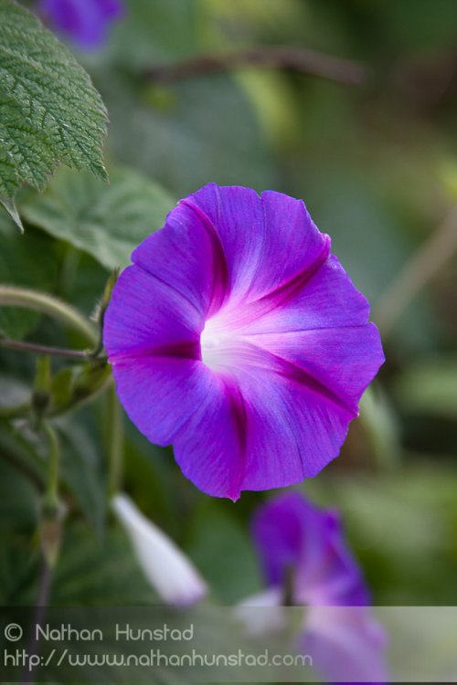 Closeup of a purple flower.